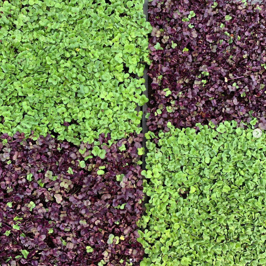 MICROGREENS