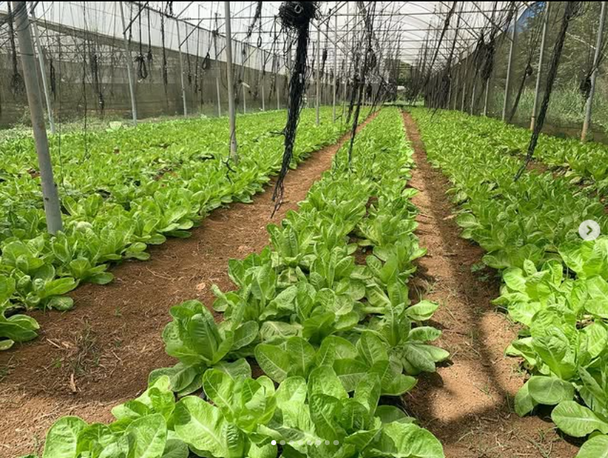 FRESH LETTUCE