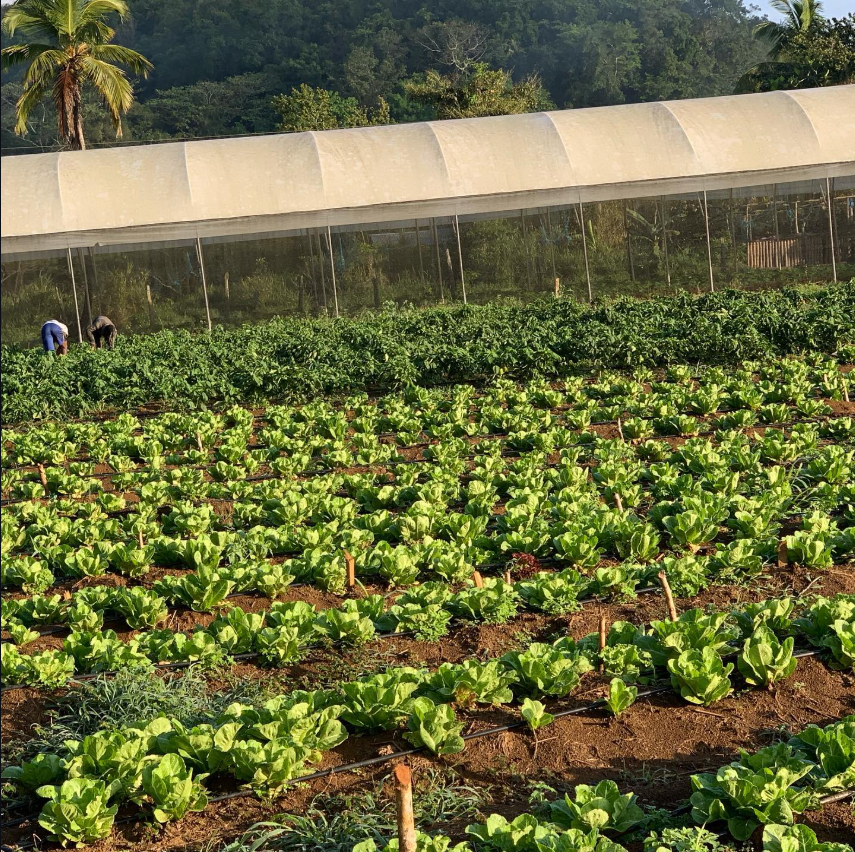 ROMANA TRADITIONAL LETTUCE