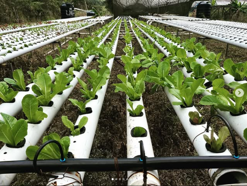 FRESH LETTUCE