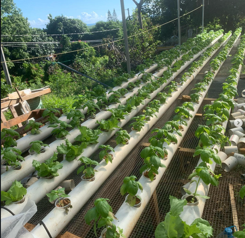 BASIL HYDROPONIC